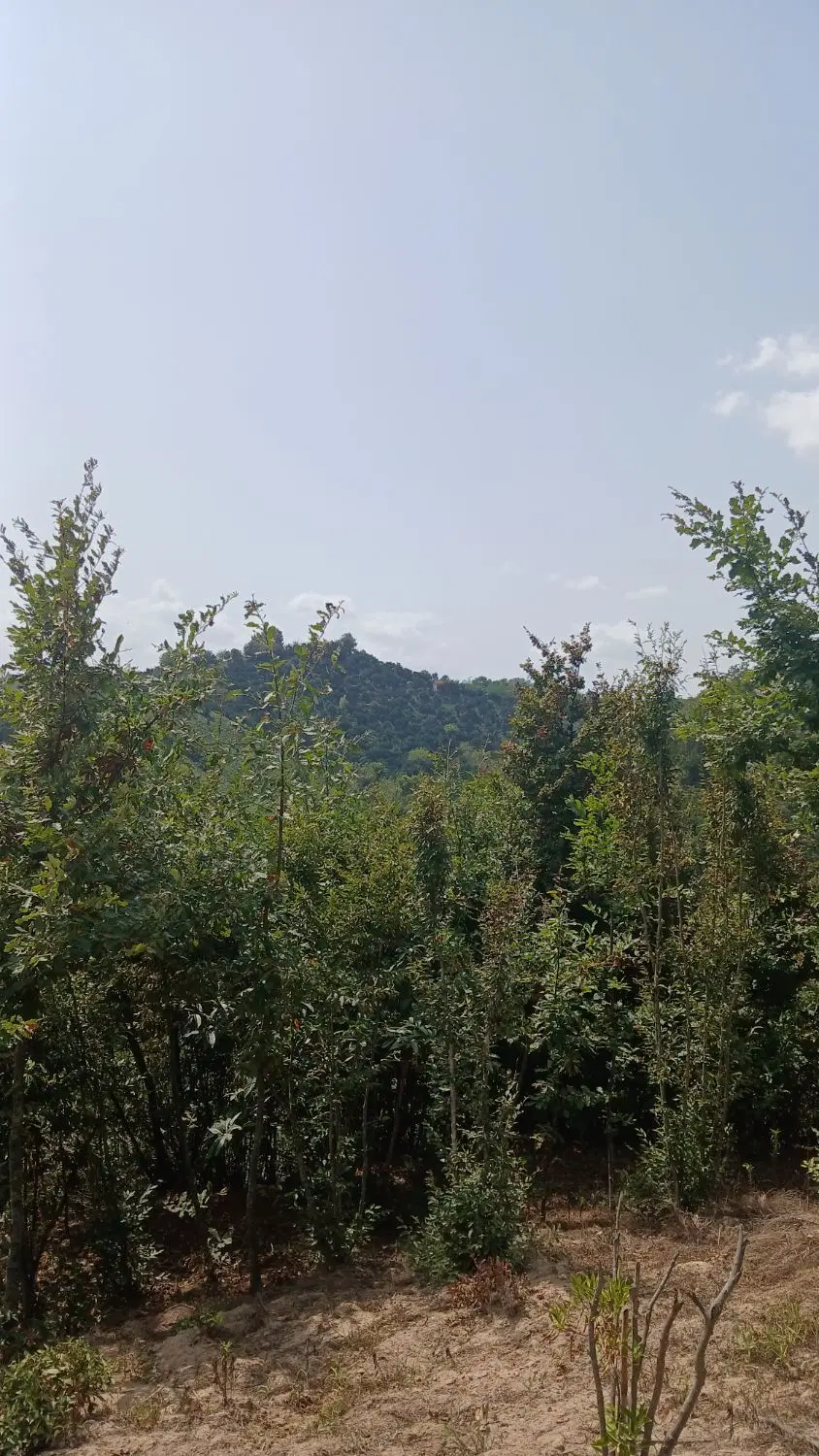 فروش زمین