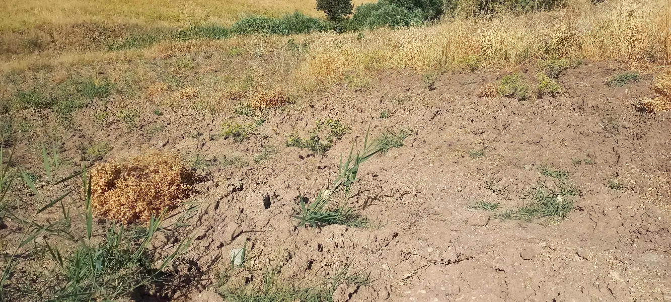 زمین کشاورزی بزوش