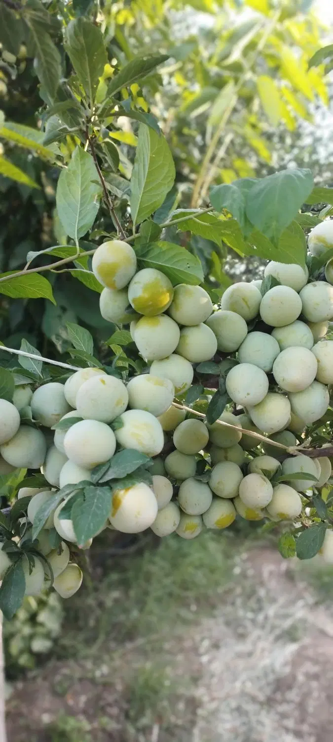 باغ فروشی