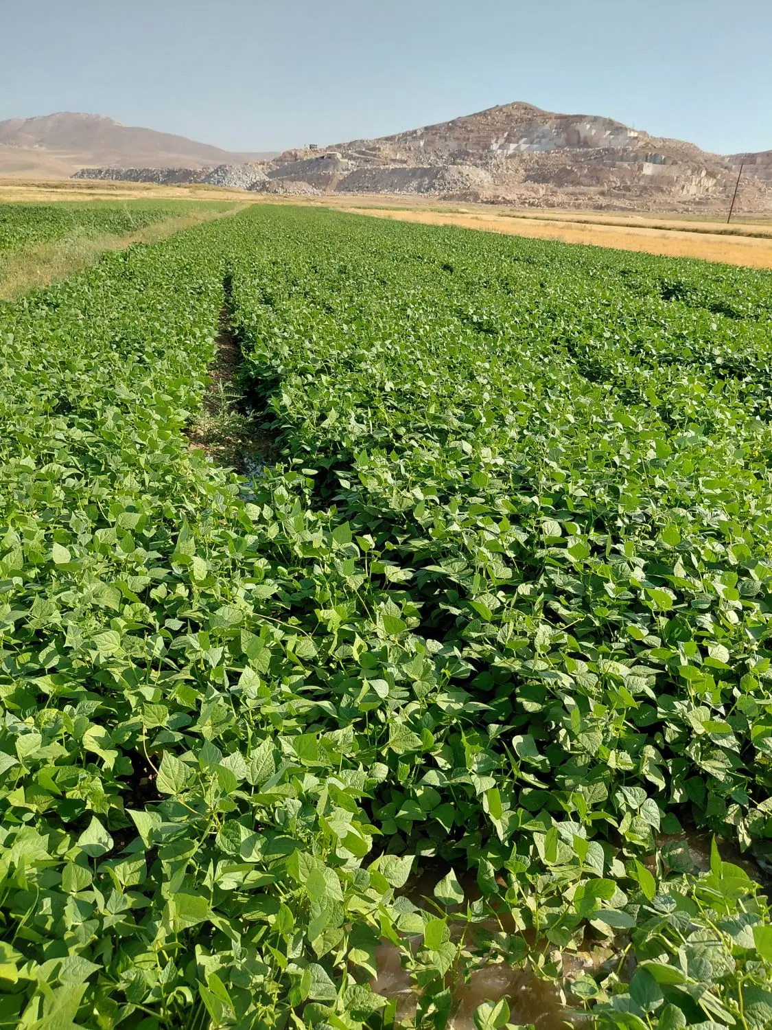 زمین مسکونی