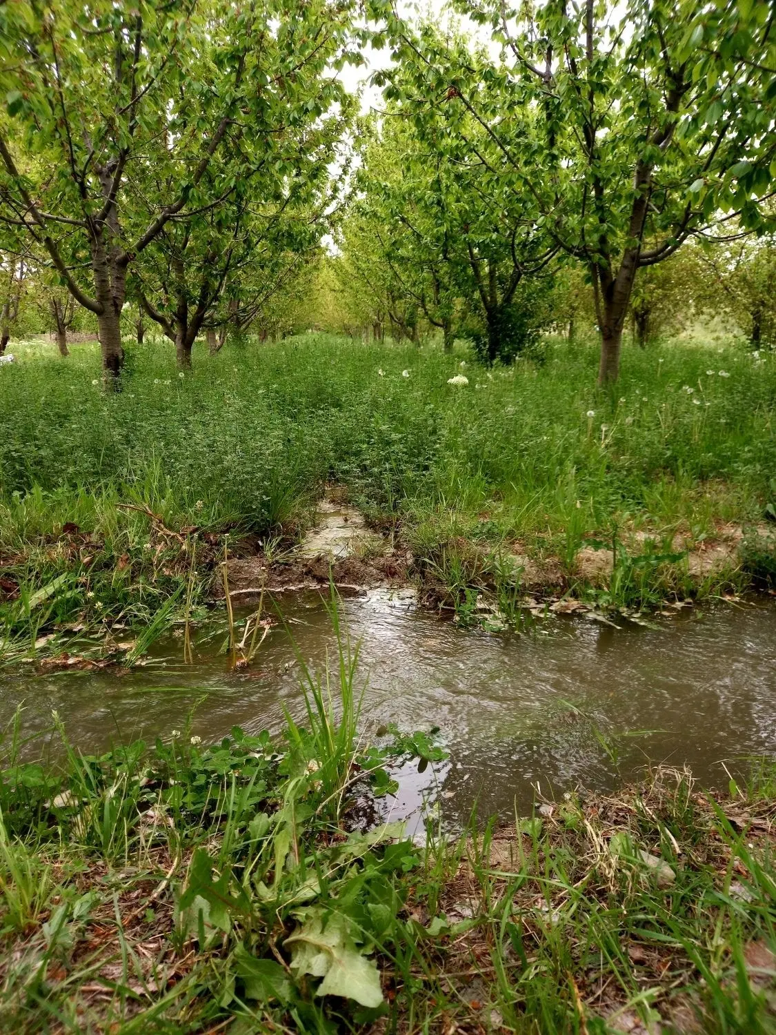 باغ هشت هزار متر روستای آبقد شهر گلبهار