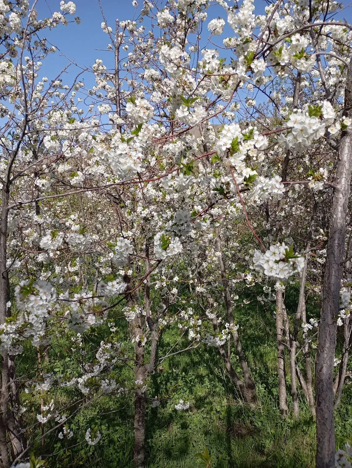 باغ دره مرادبیگ