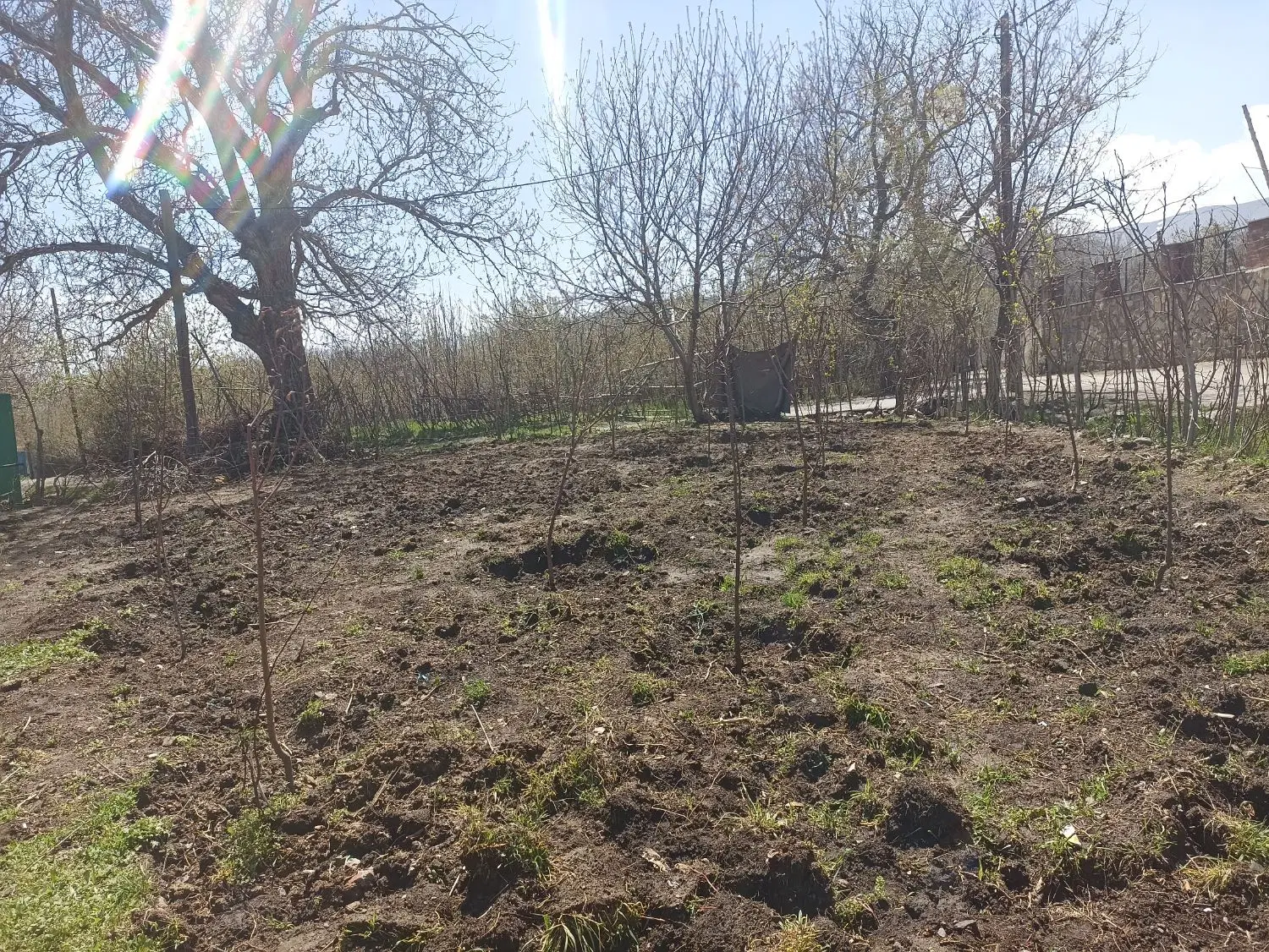 زمین باغی