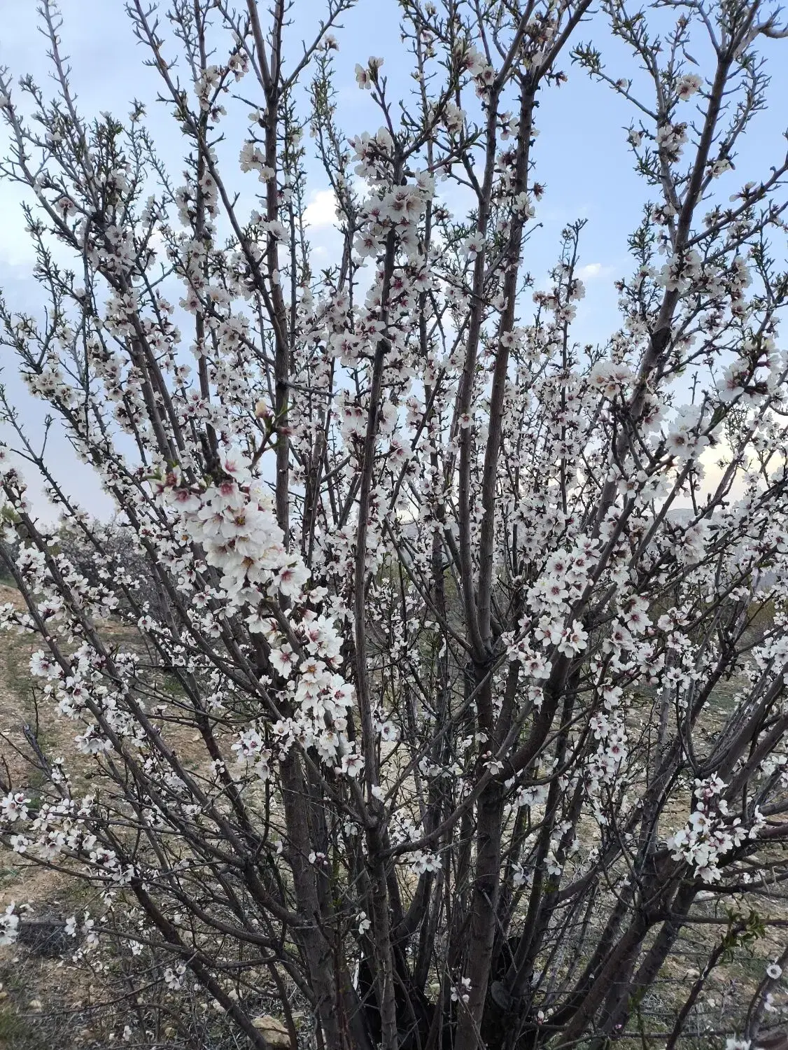 فروش باغ باسندتک برگ با سهمیه آب دائم چاه برقی،گاز