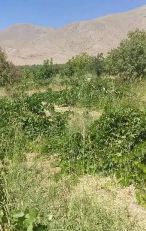 زمین باغی