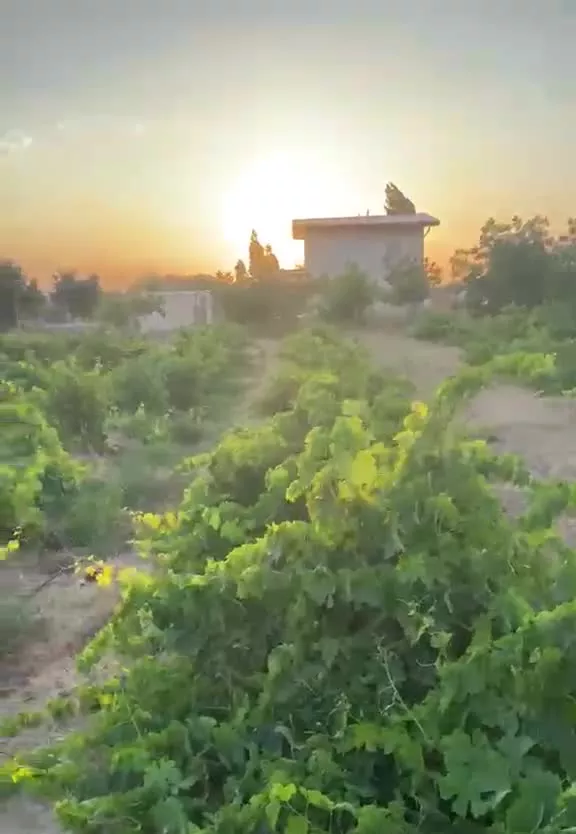باغ انگور و میوه