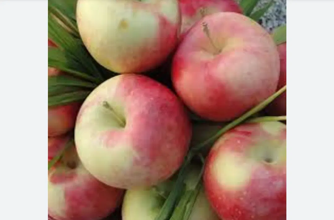 اجاره باغچه سیب تابستانی