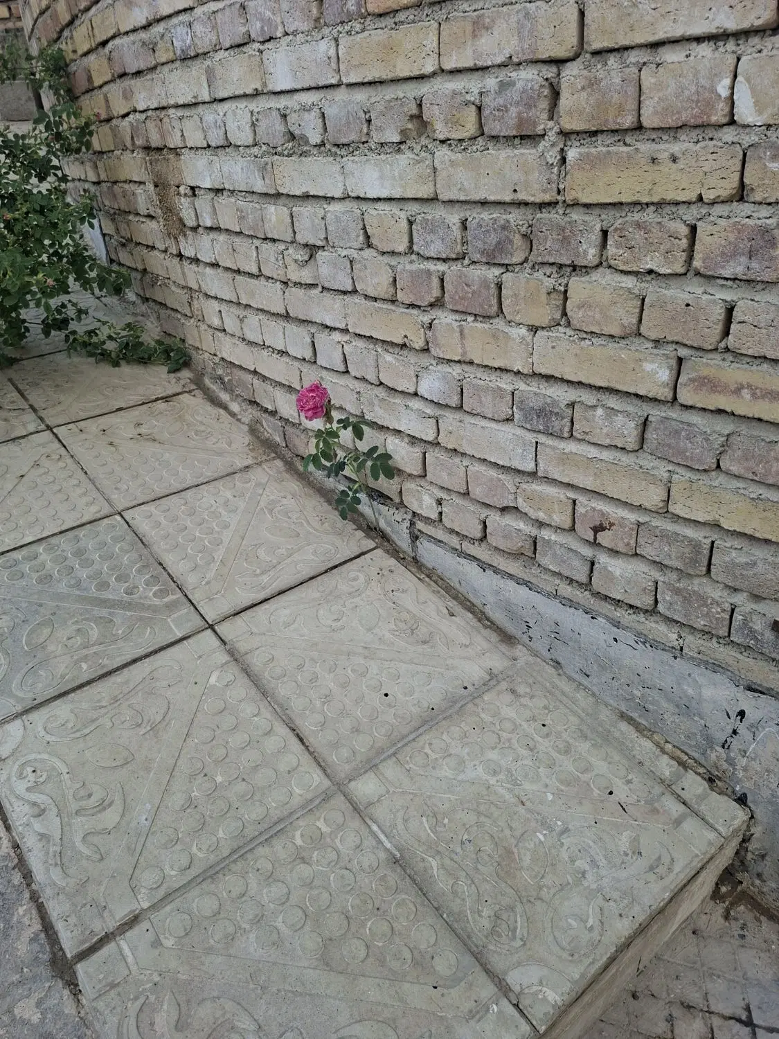 باغچه جاده سنتو کوی پالیز