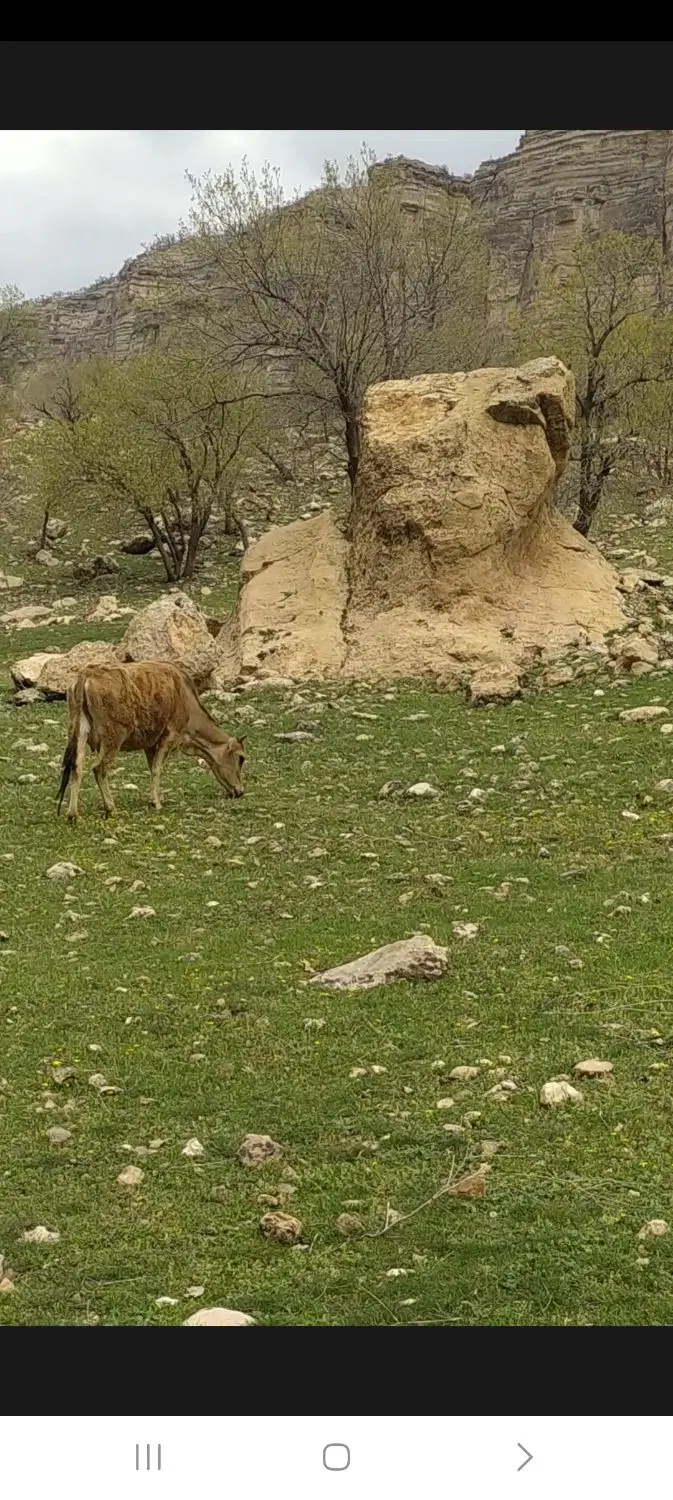 زمین تجاری ۴۸۵متر۸ونیم در۵۸