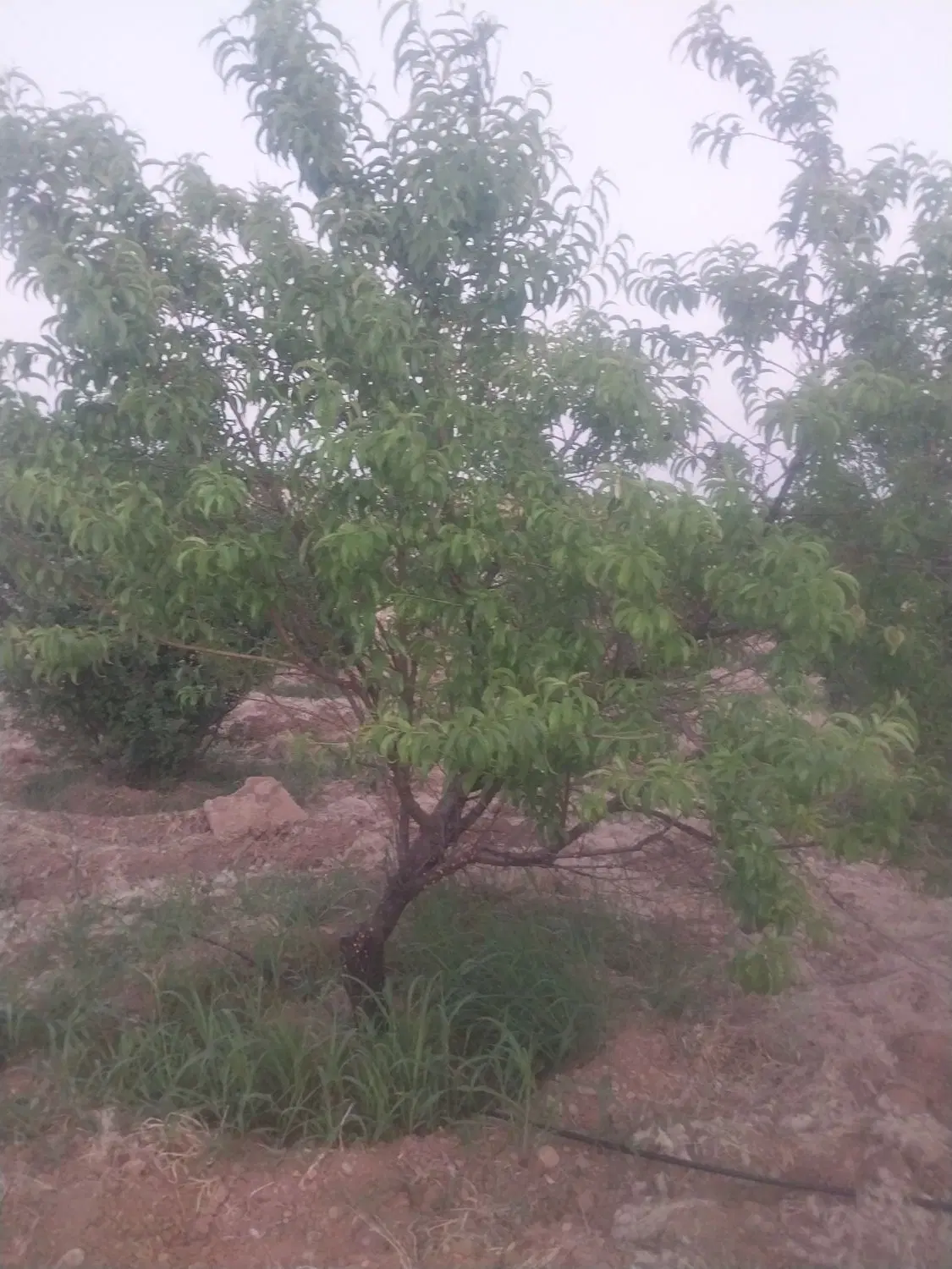 باغ ثمری هماشهر سپیدان
