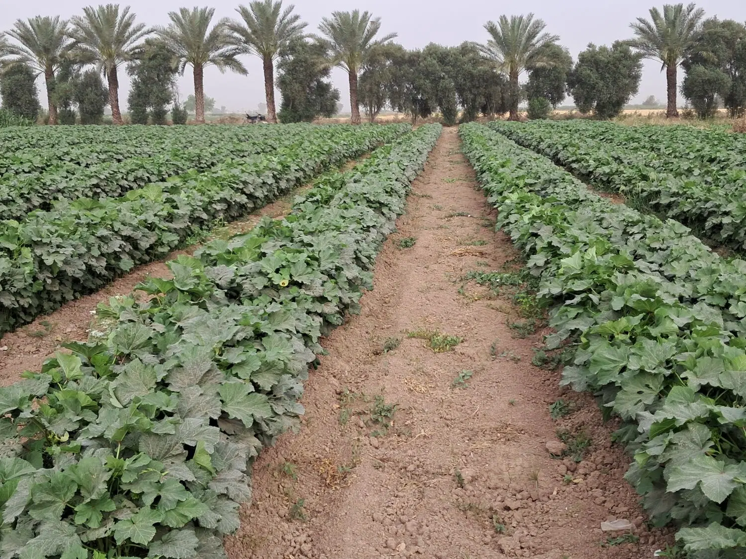 فروش باغچه