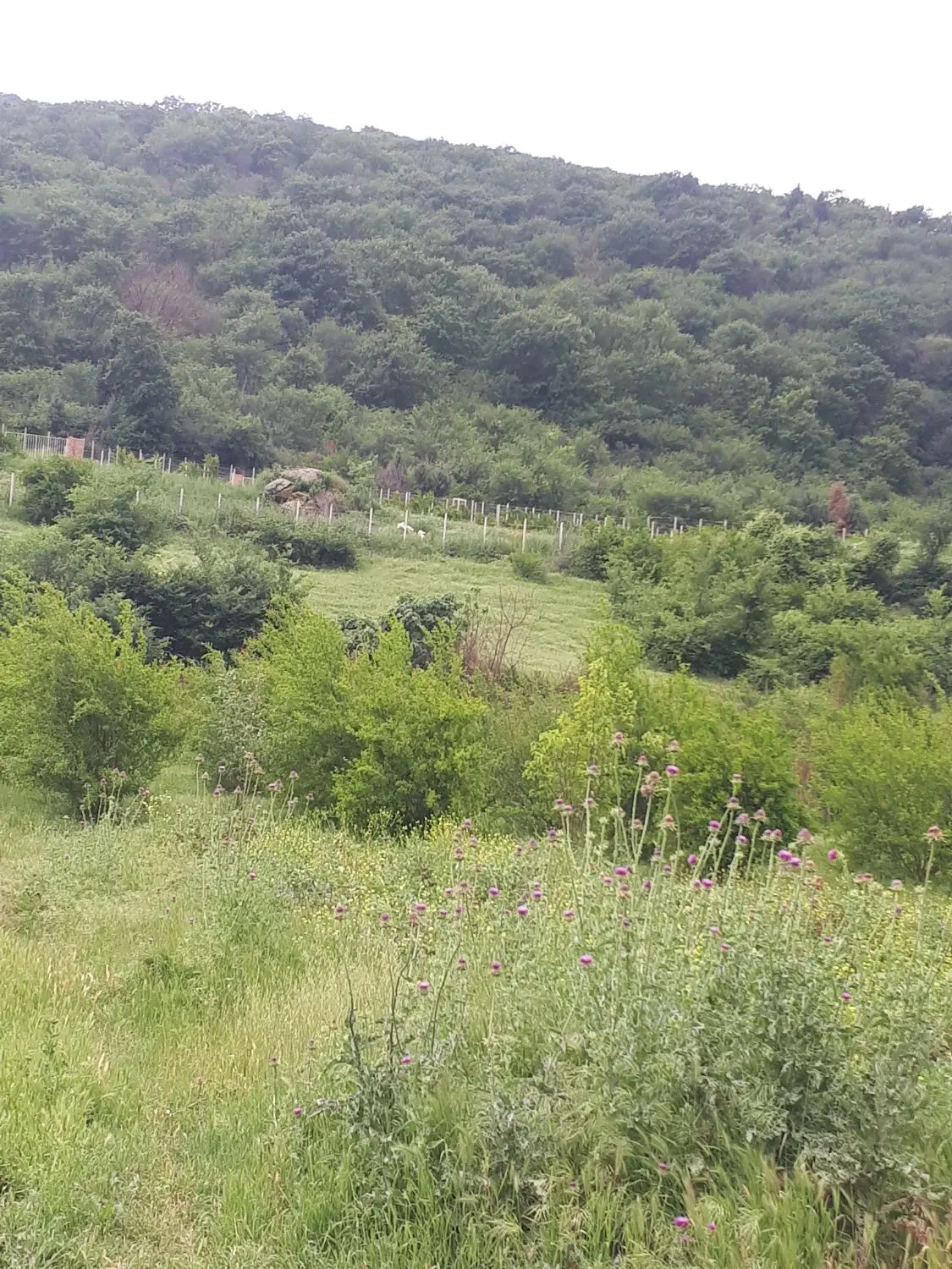 فروش زمین