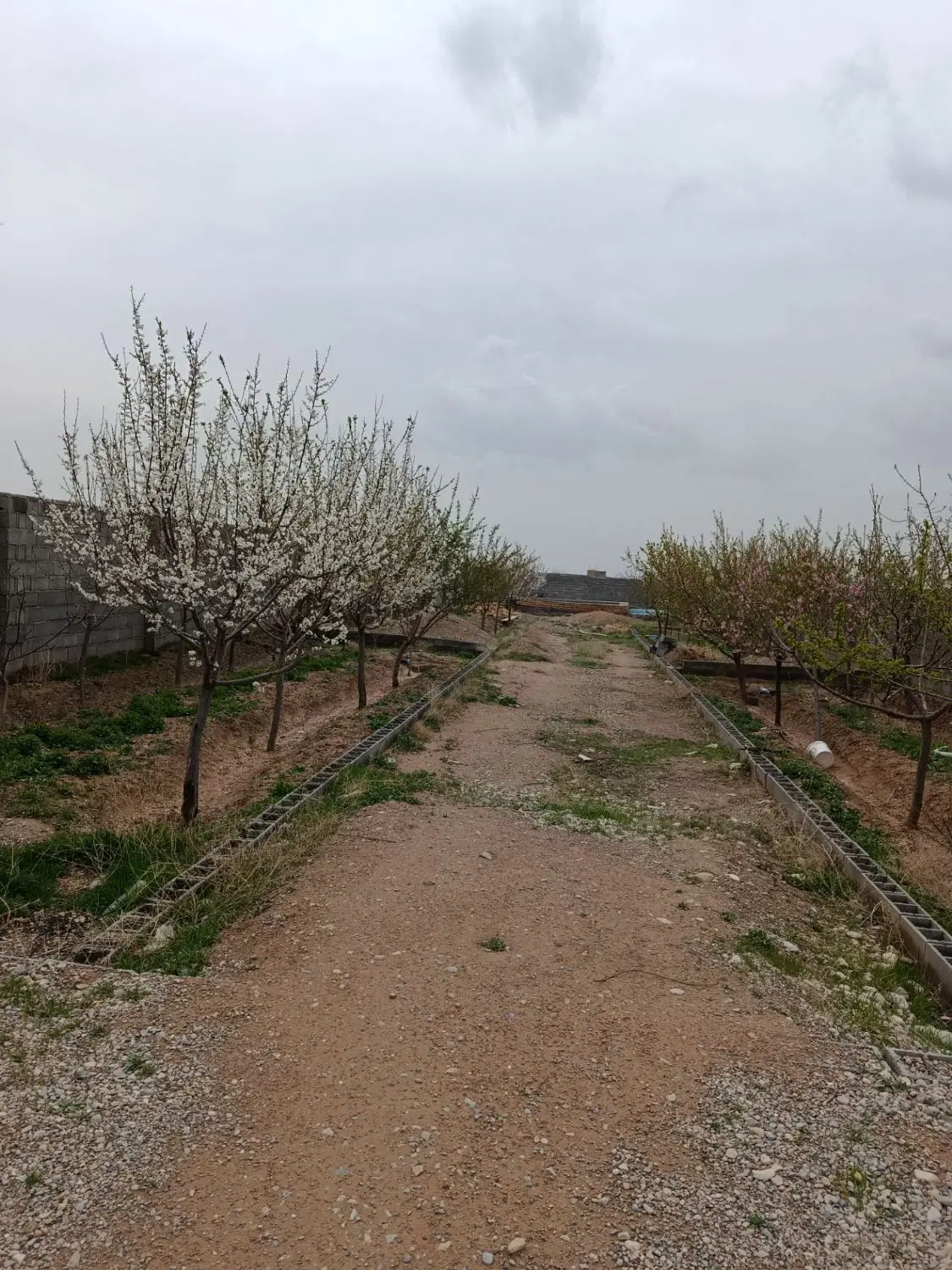 زمین دور دیوار در فرخد(قمصر خراسان)