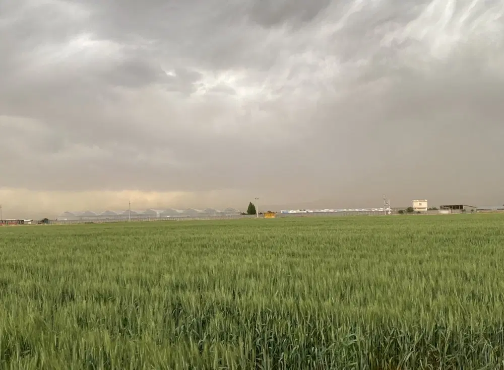 اجاره گلخانه رحمت اباد دشتابی