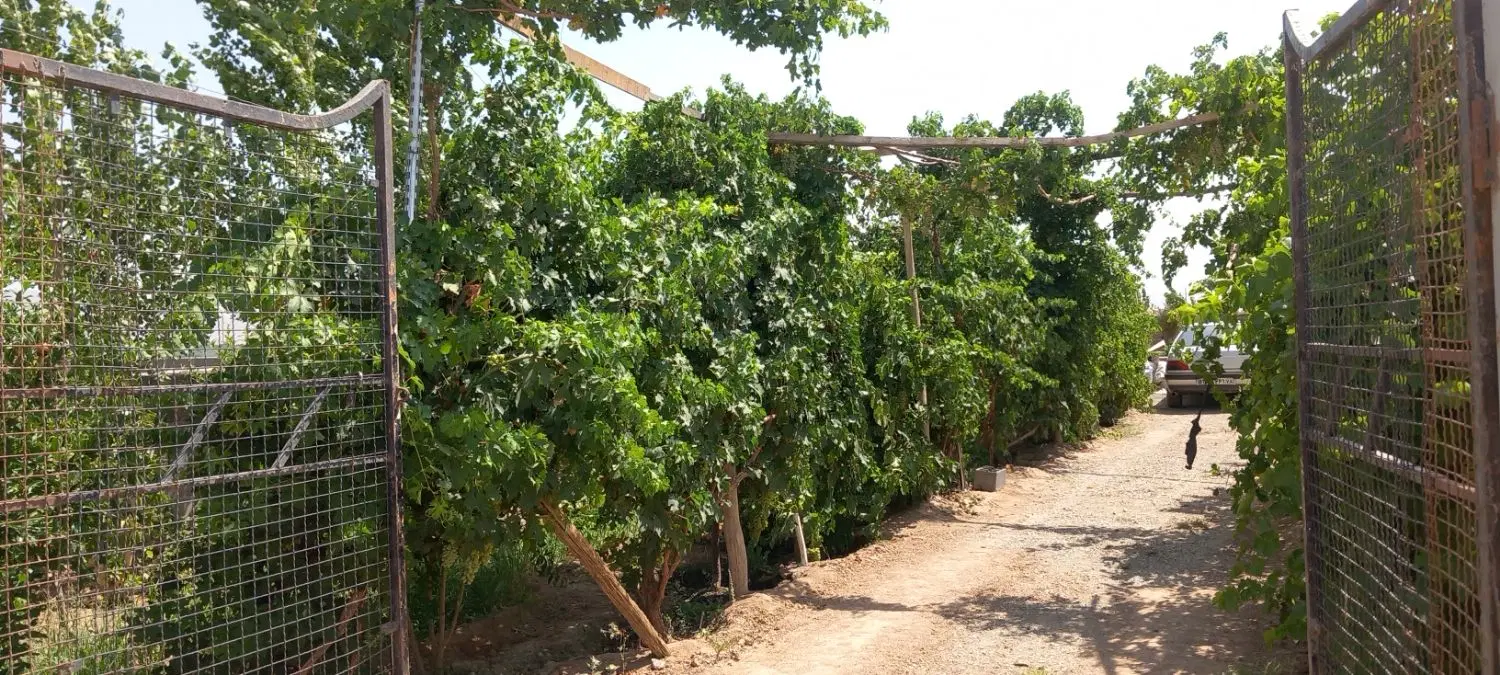 باغچه