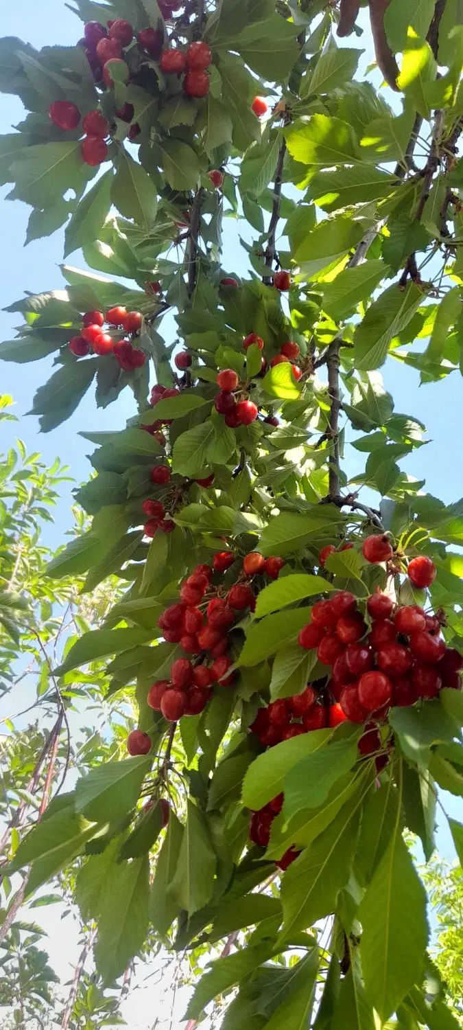 باغ در روستای کنگرشاه