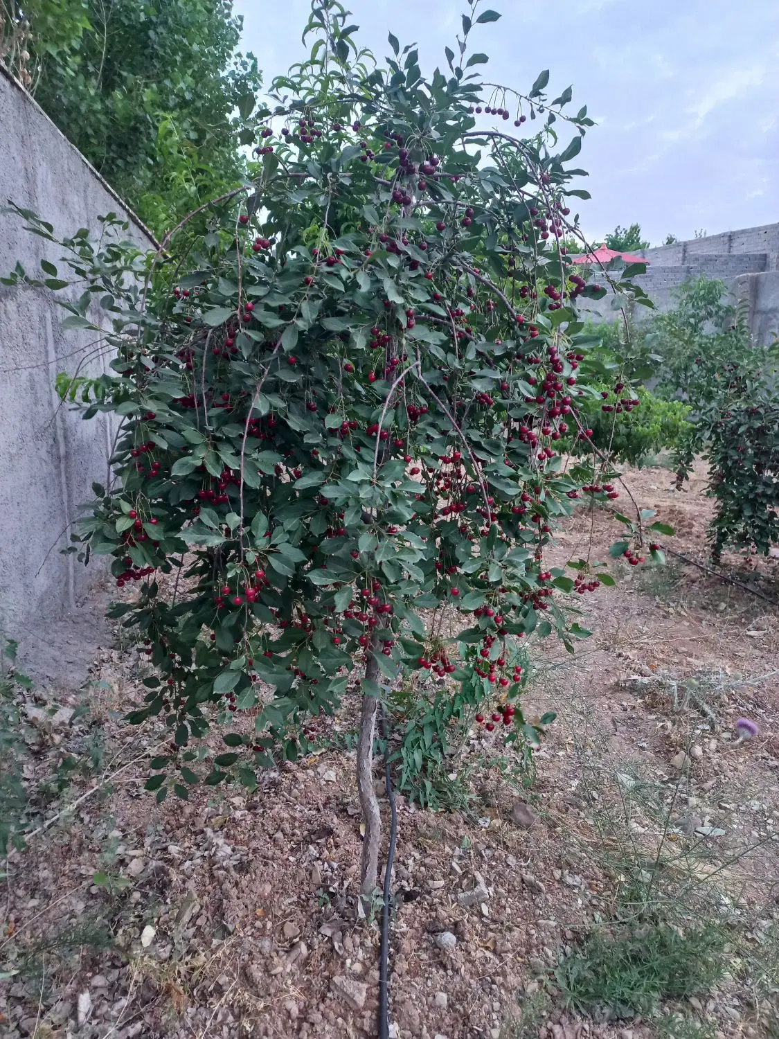 ۵۸۶ متر باغچه چهار دیواری هاشمک