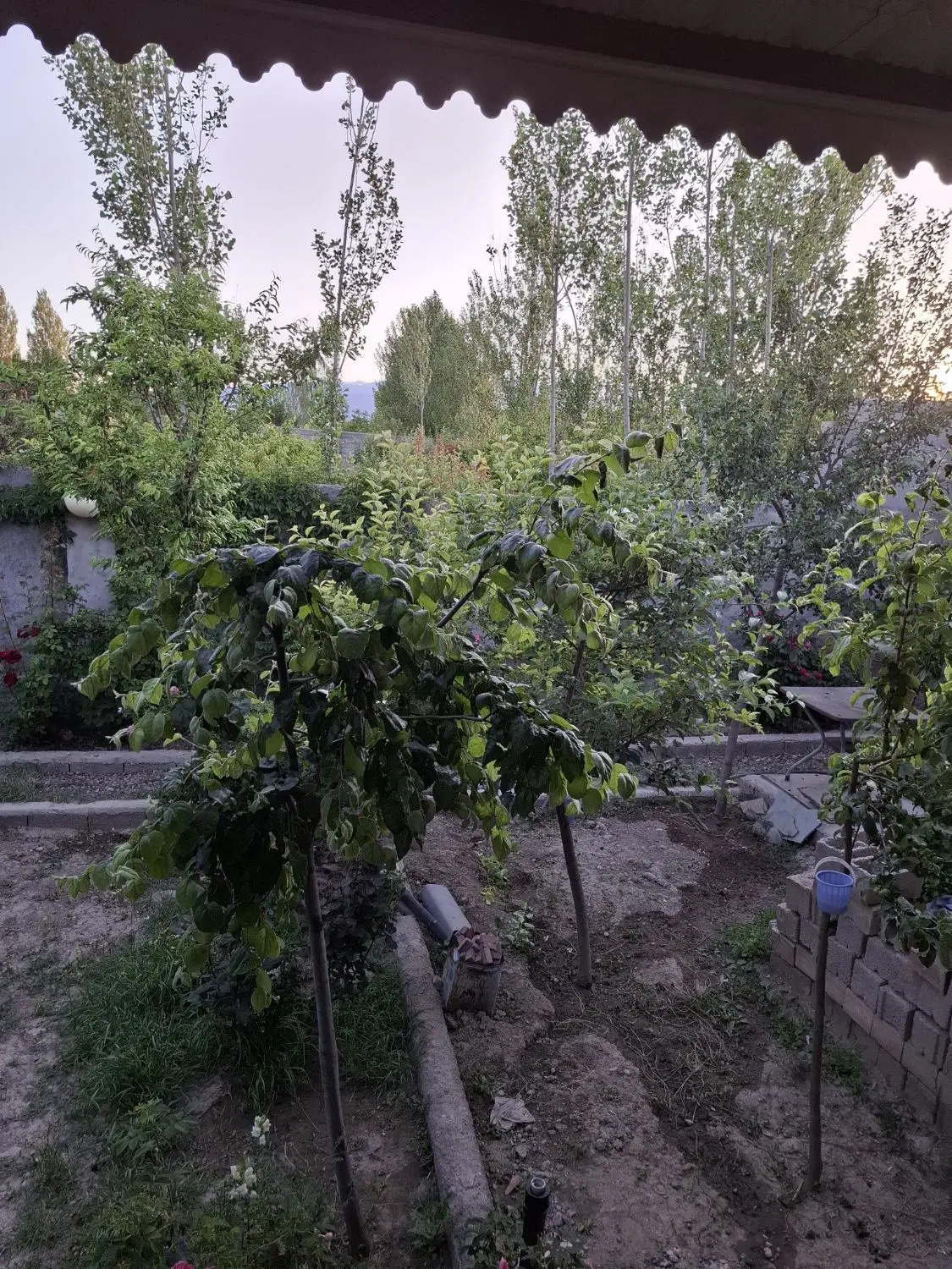یک قطعه زمین قراردادی پلاک ۳۶ دارایی