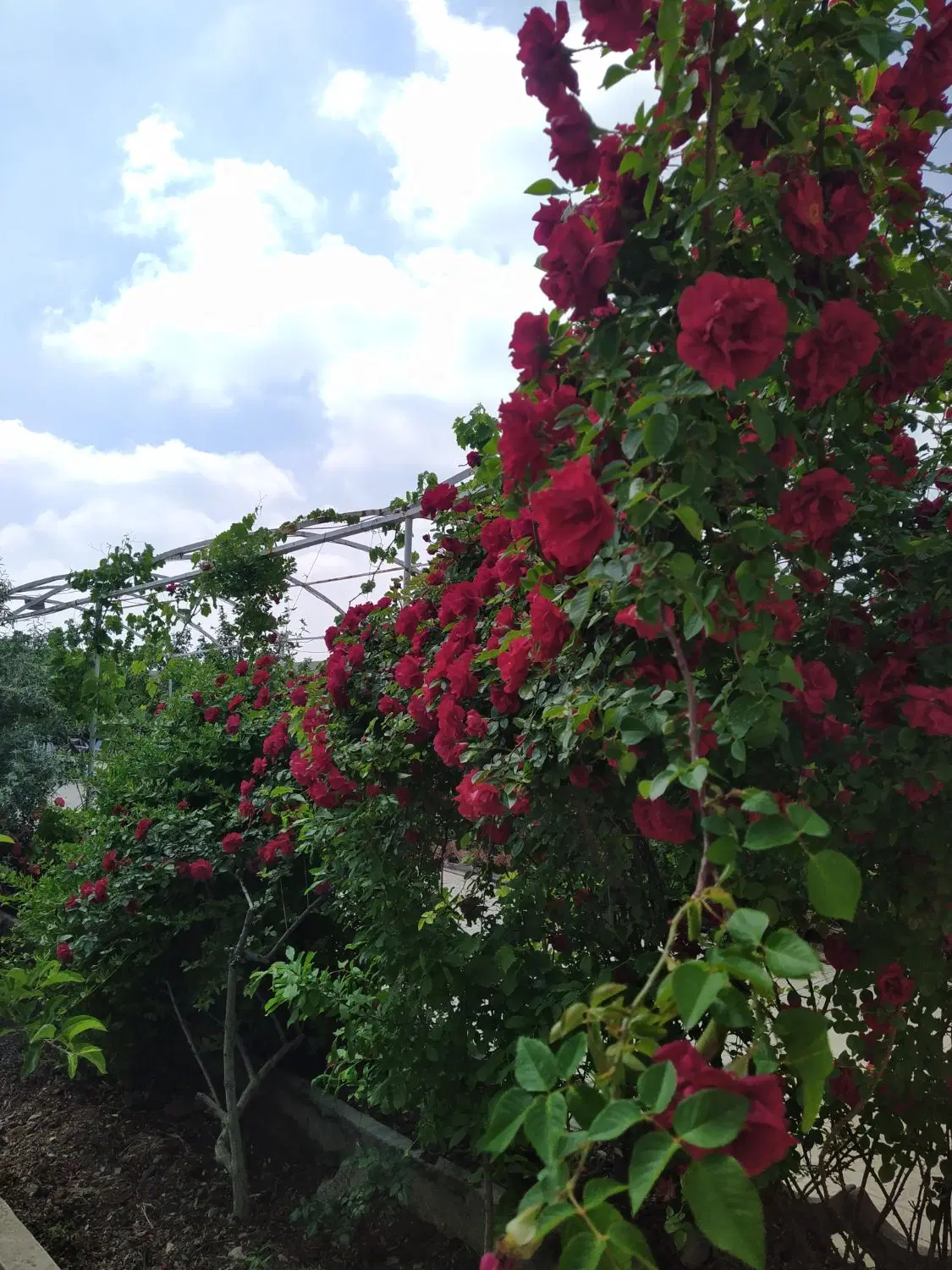 باغ ویلا شیک و تکمیل