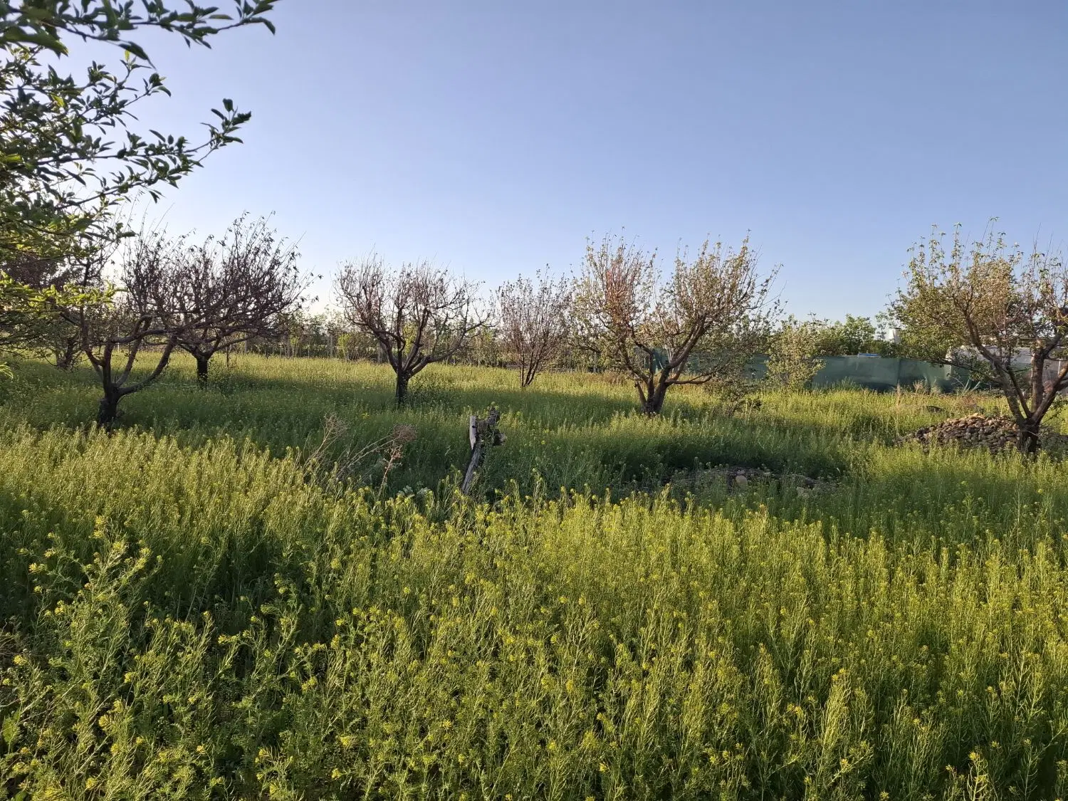 فروش زمین باغی در همدان