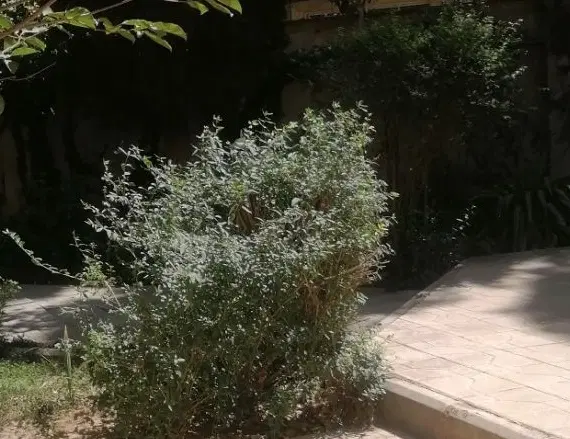 فروش اپارتمان