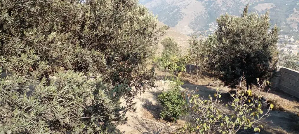 زمین مسکونی و باغی در رودبار