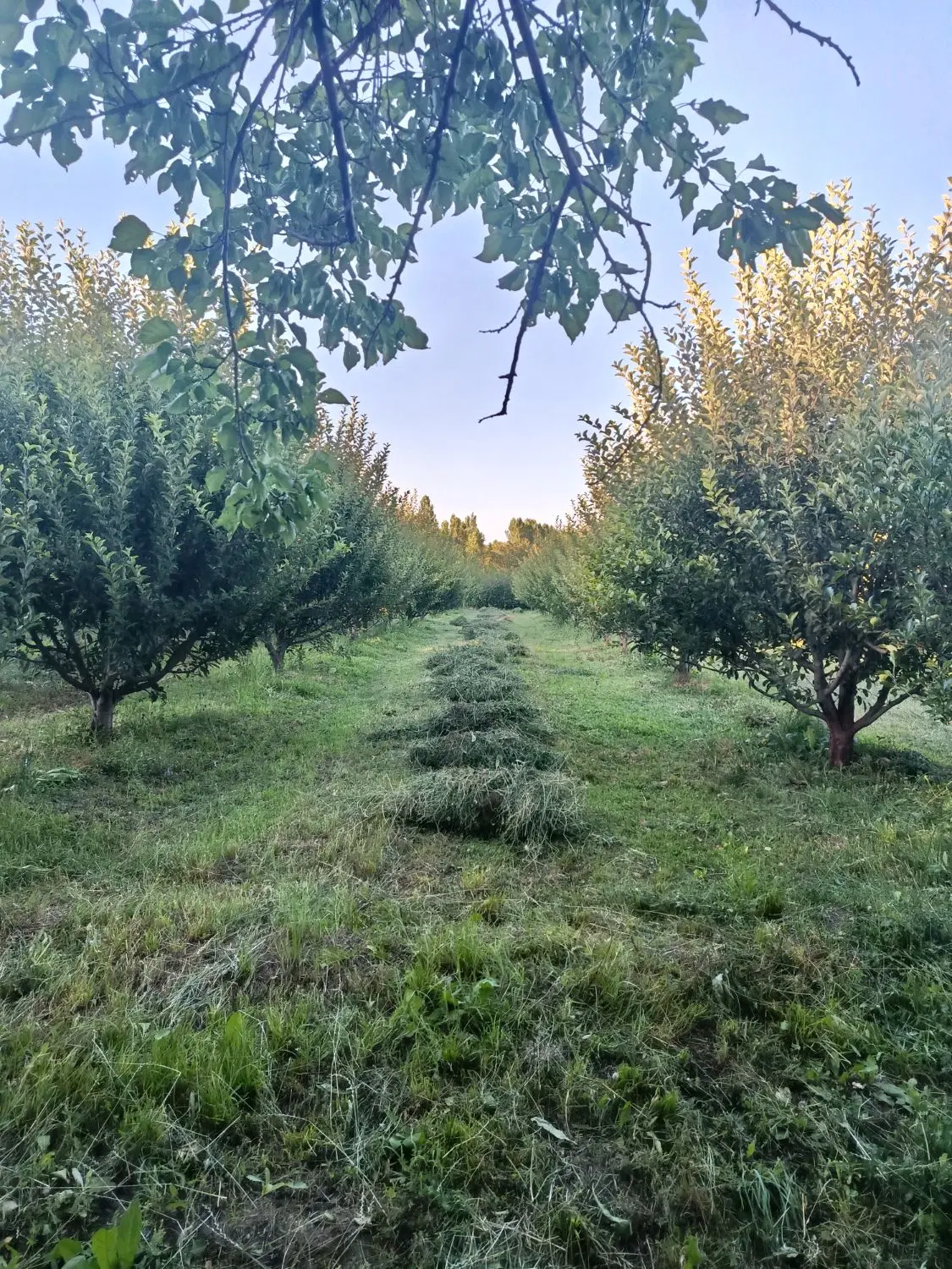 باغ  روستای بالانج