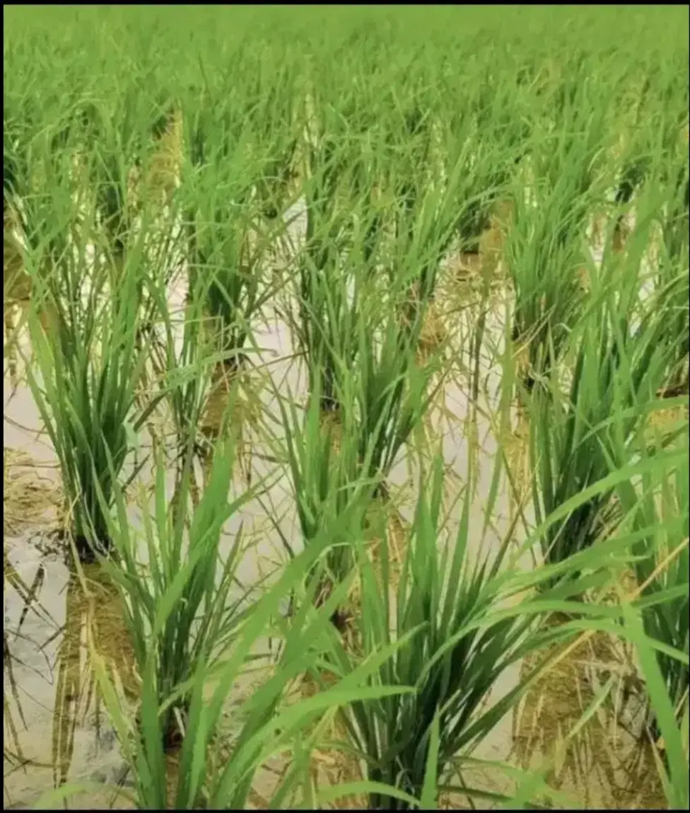 ۳۵۶۴متربرنجکاری،سندتکبرگ دارای راه.نقد،معاوضه خانه