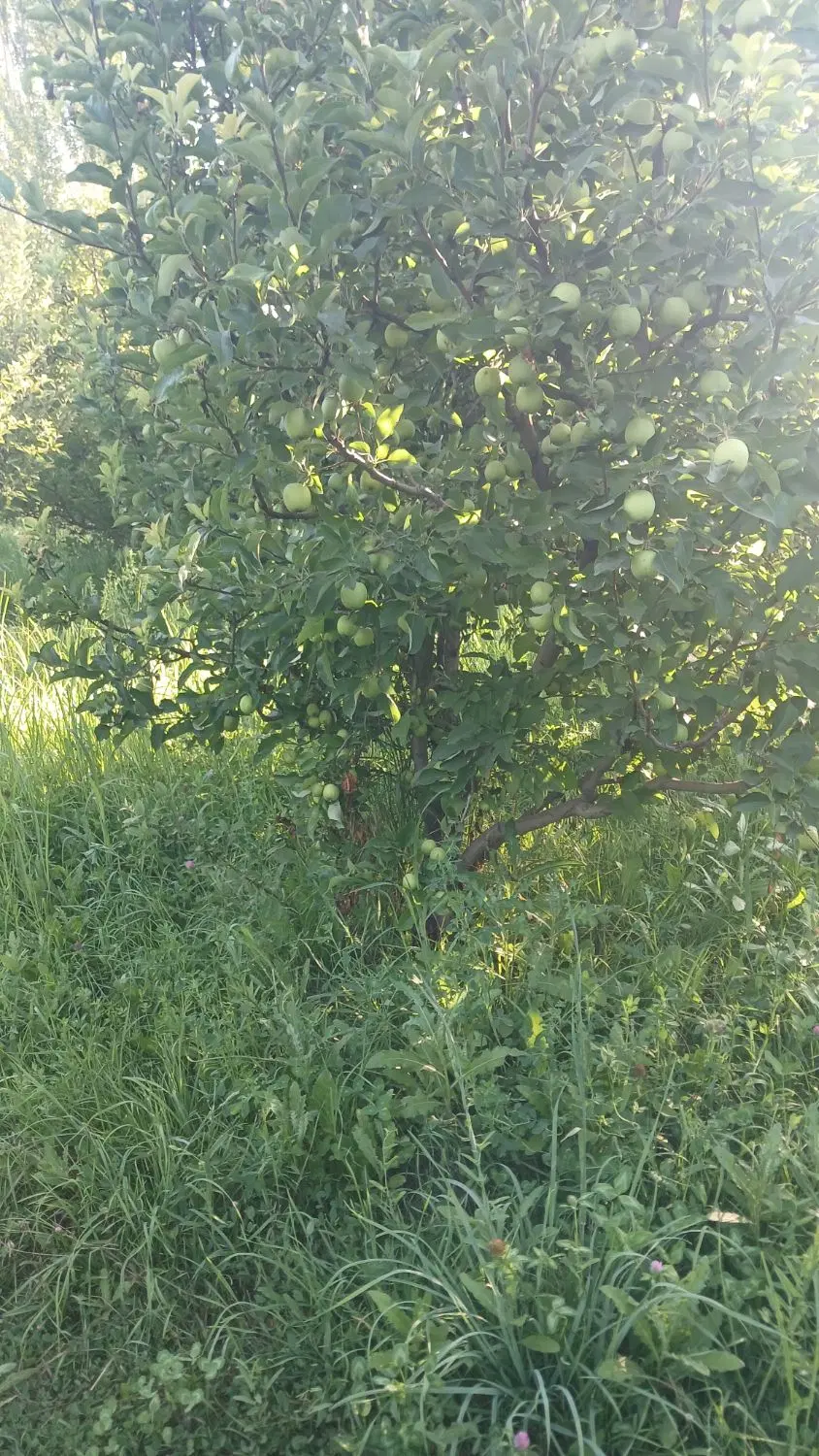 اجازه باغچه