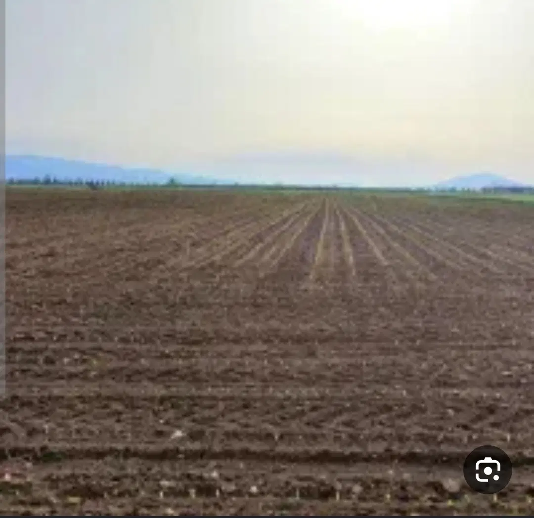 زمین کشاورزی دیم