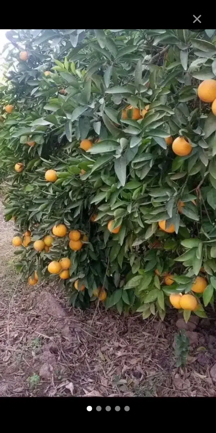 فروش 8000متر باغ مرکبات سند تک برگ
