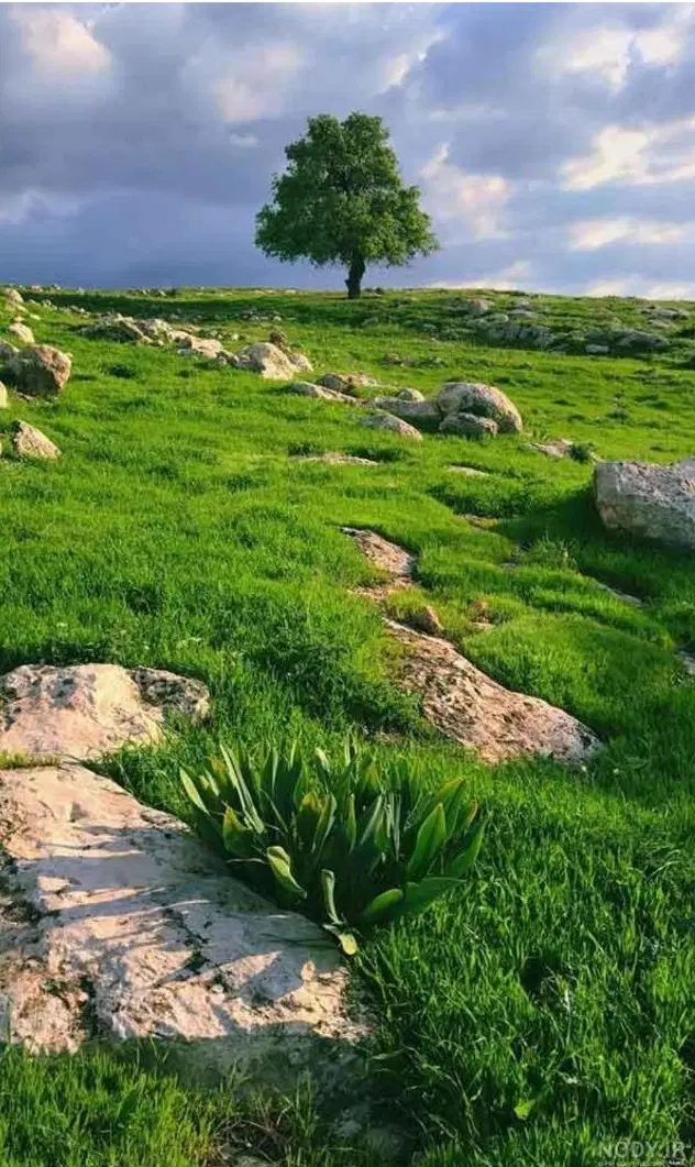زمین قراردادی پلاک ۳۵ بنفشه درق