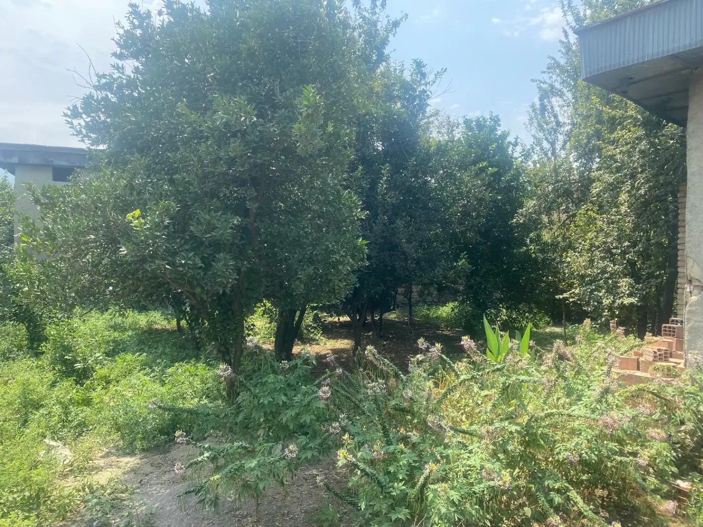 زمین