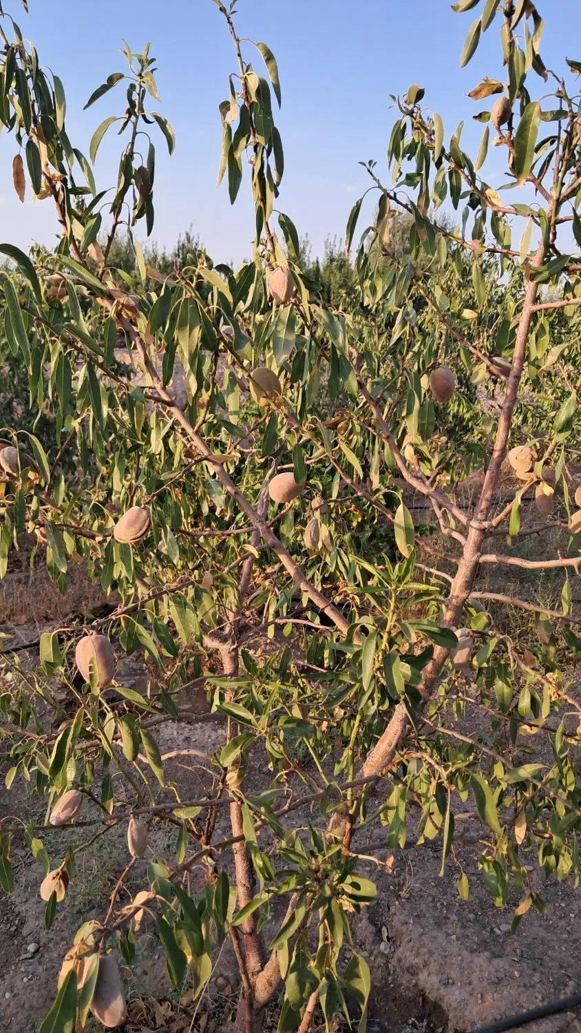 ۵۰۰متر باغ پسته و بادام فقط ۶۰۰میلیون