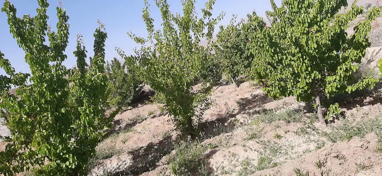 زمین مسکونی باغی