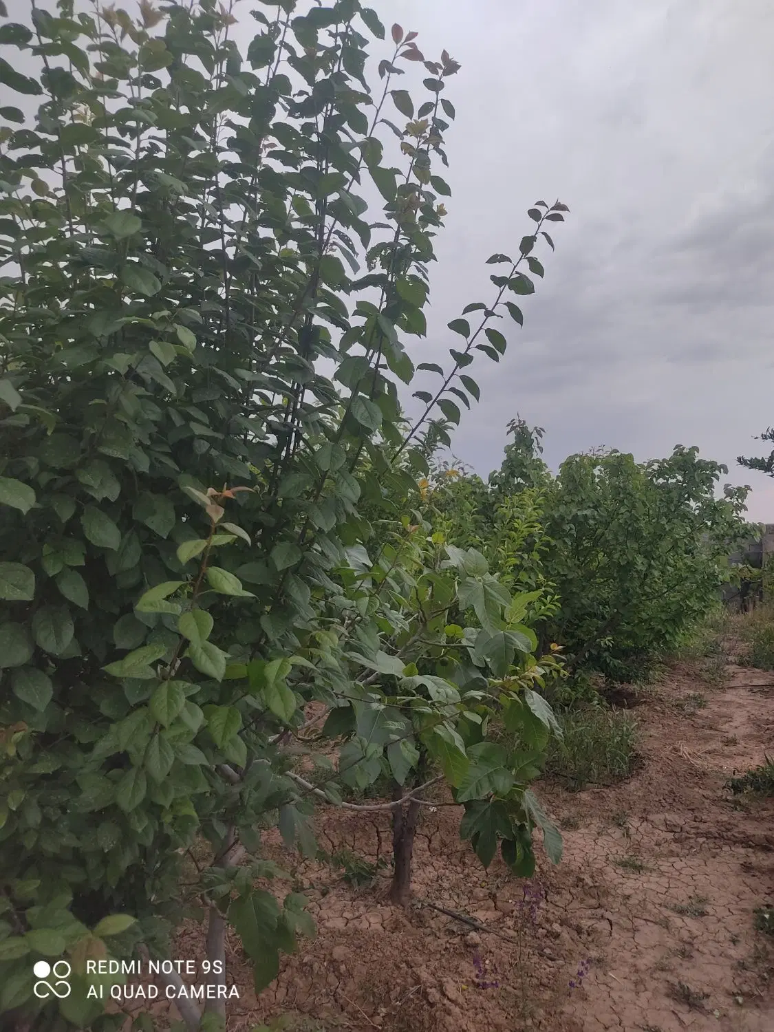 باغچه 400متری چهار دیواری
