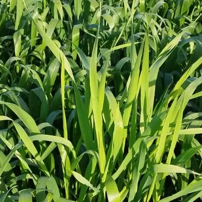 اجازه زمین کشاورزی