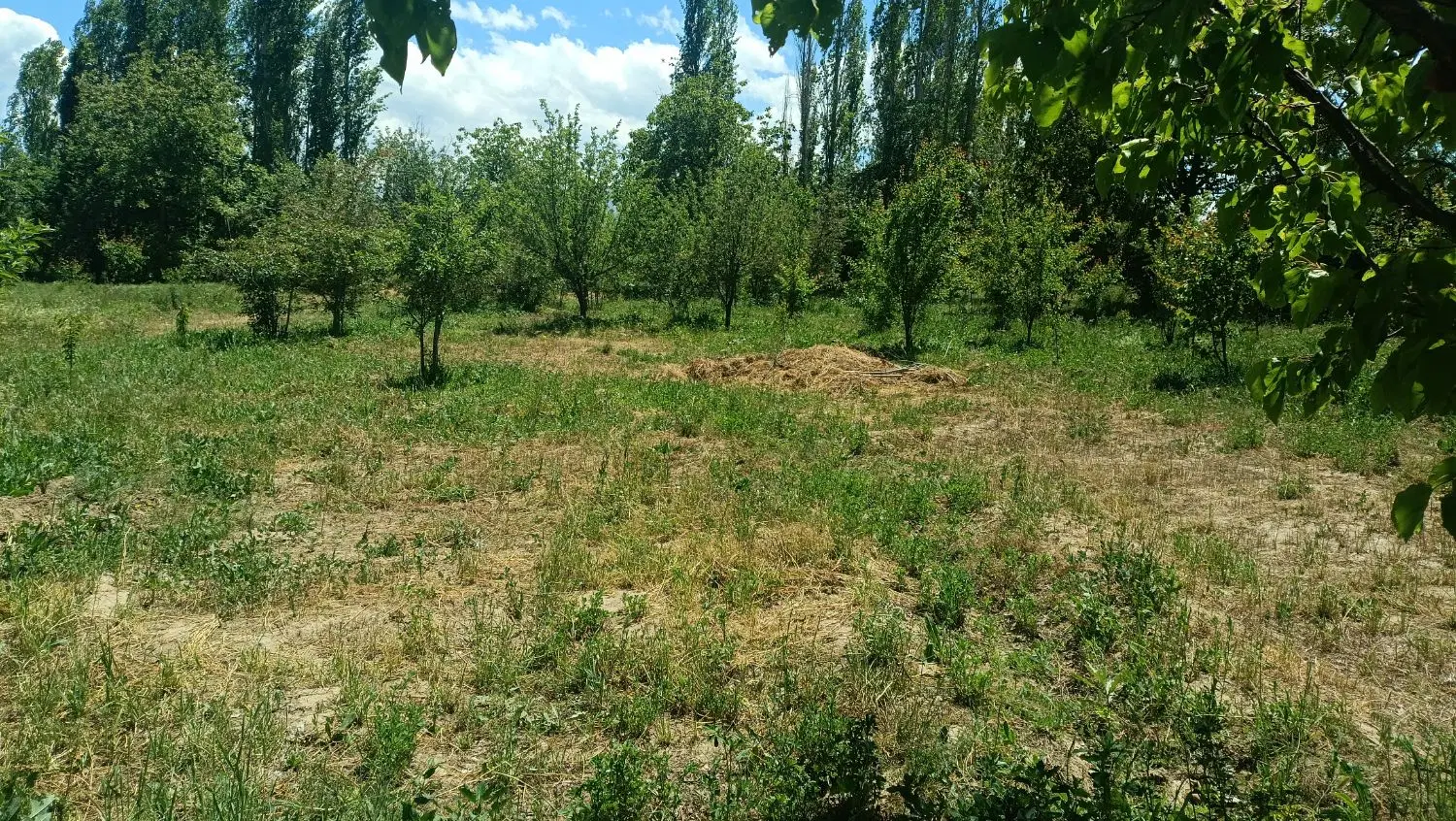 زمین در کهنه شهر