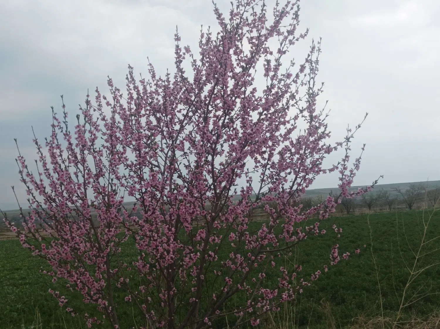 فروش زمین مزروعی