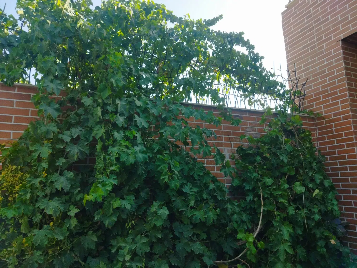 باغچه در بهترین کوچه خوشنام