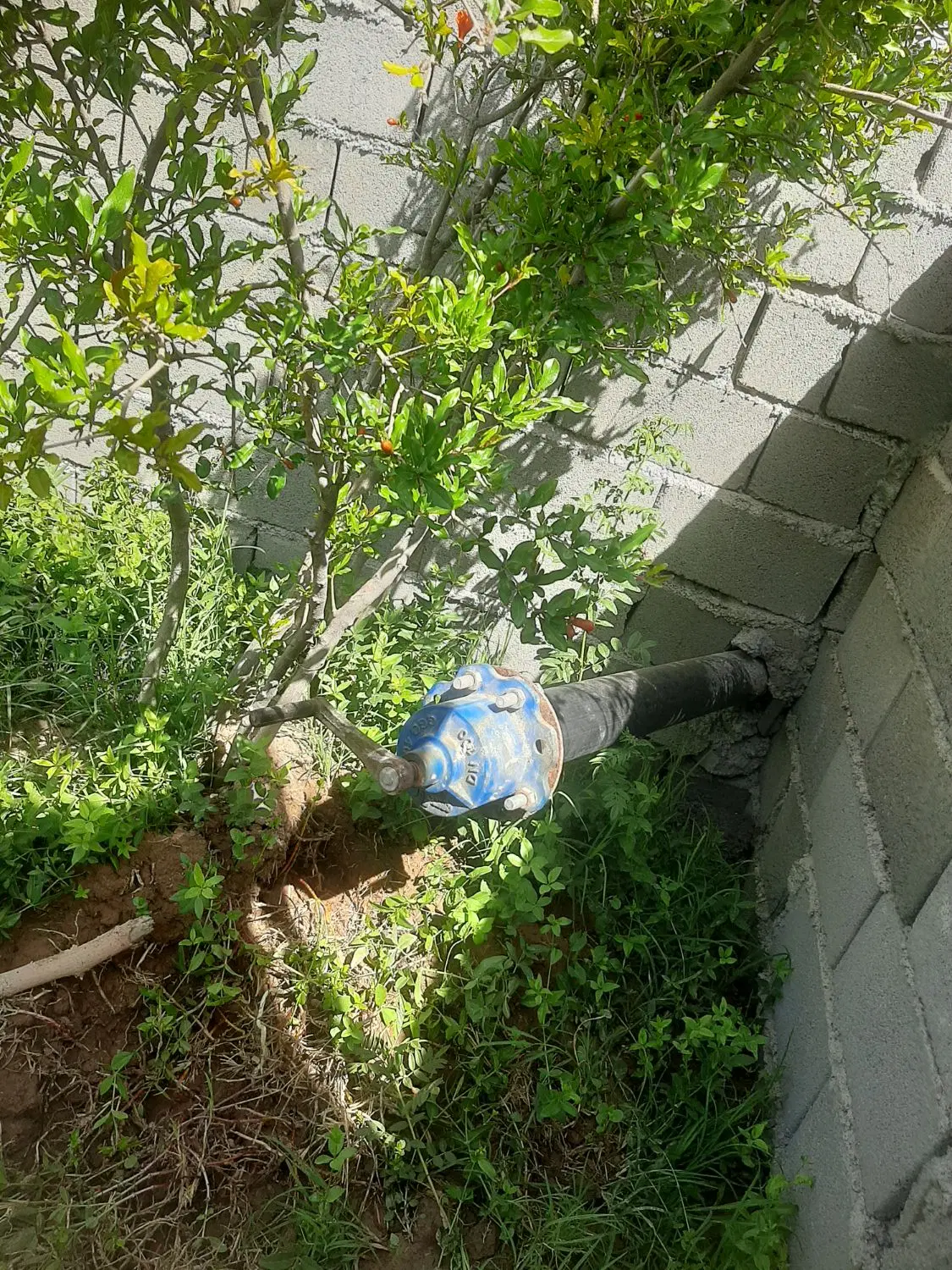 باغچه باغ سرمایه گذاری تفریحی