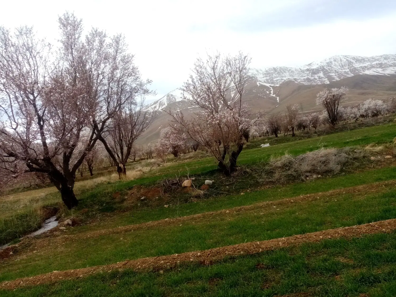 باغ