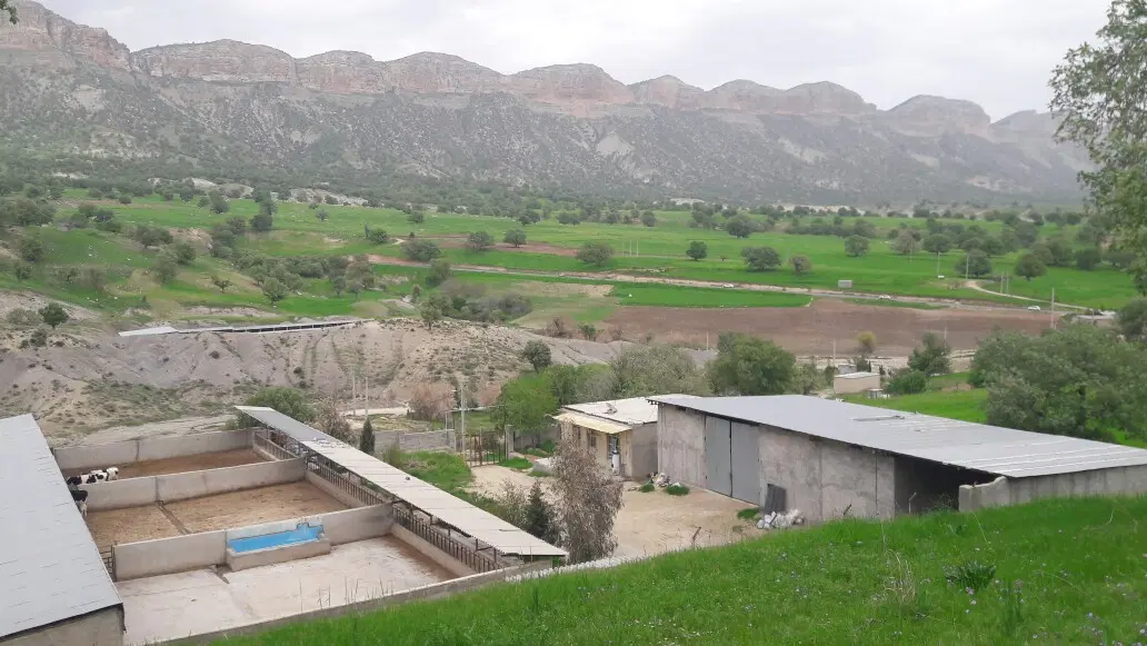 گاوداری صنعتی پرواربندی گوساله ۱۰۰ راسی