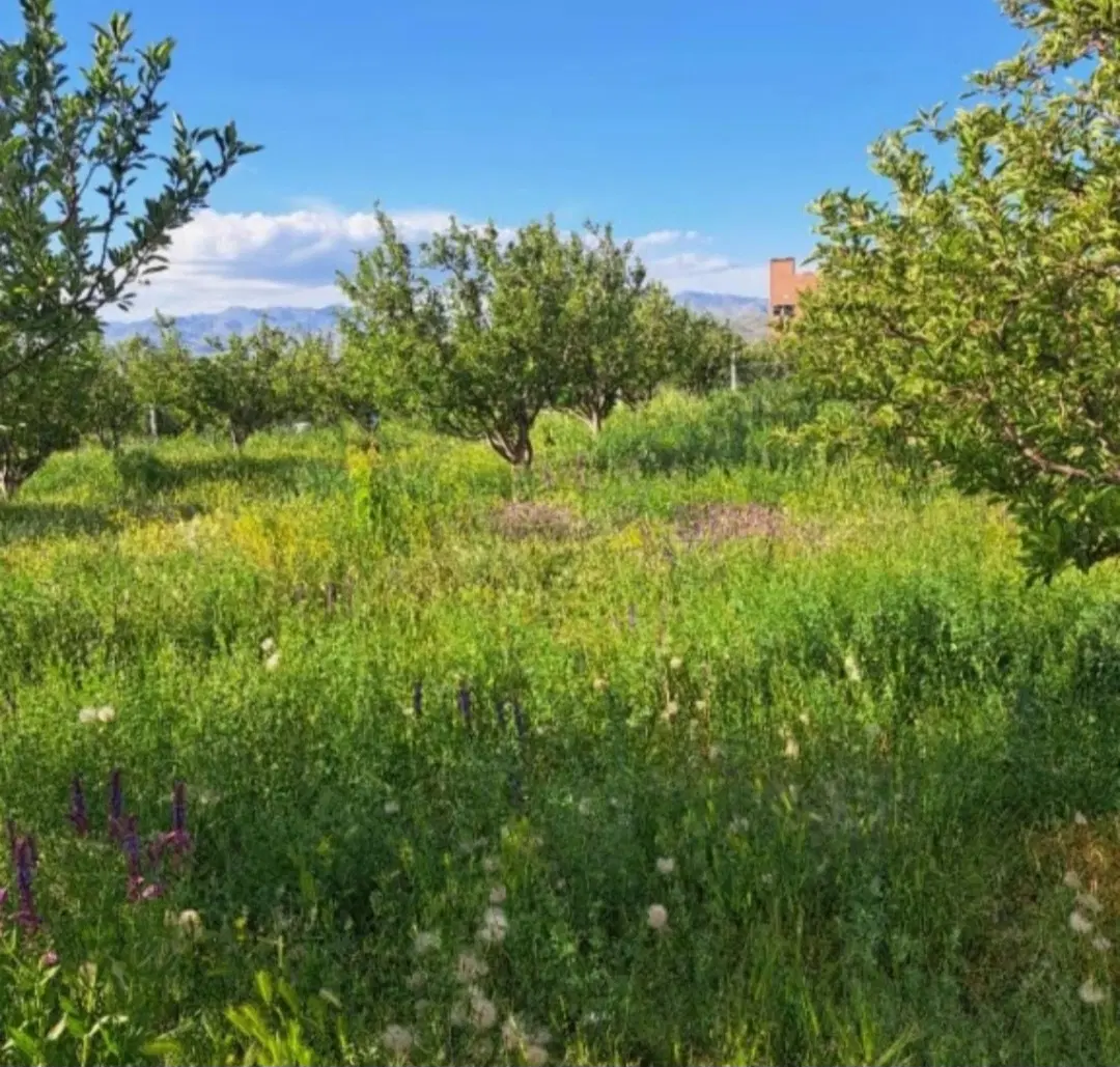 باغ با مجوز و اتومات قطره ای ۸۰۰ متری