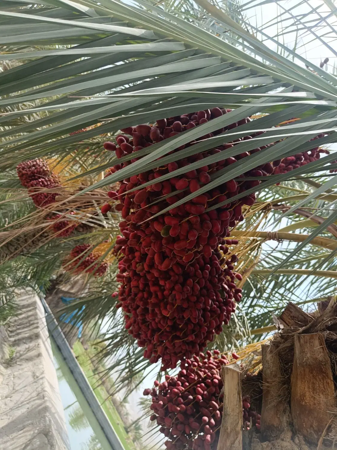 مضافتی خرمافروشی