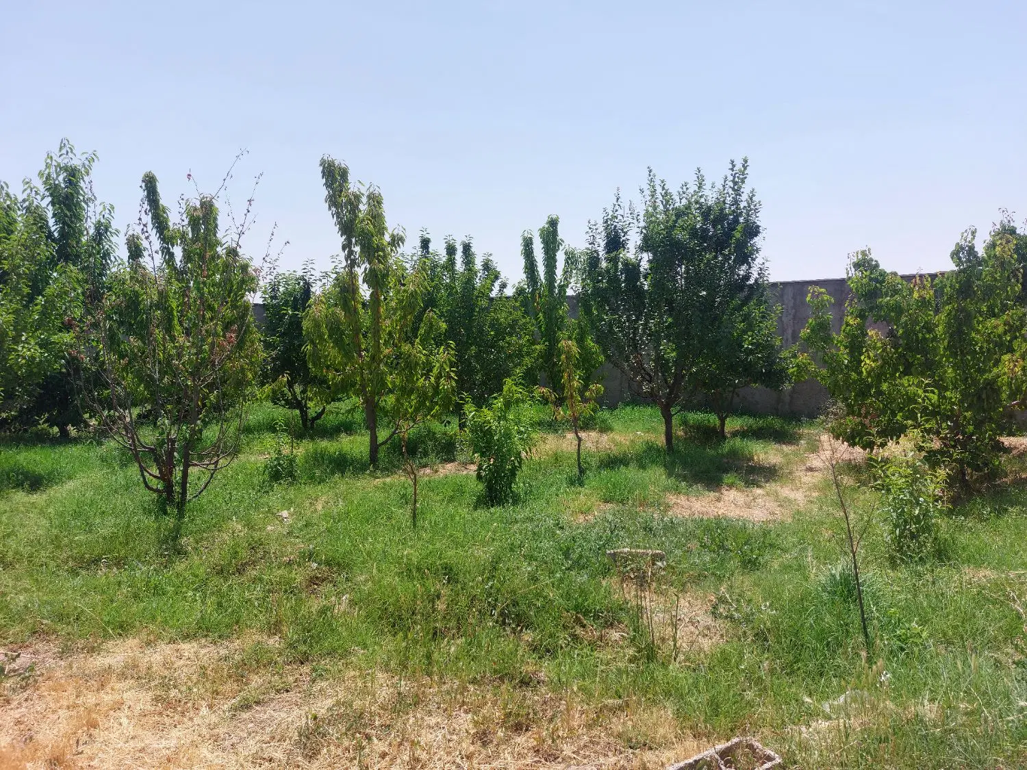 زمین دور دیوار ۴۲۰ متر با درخت