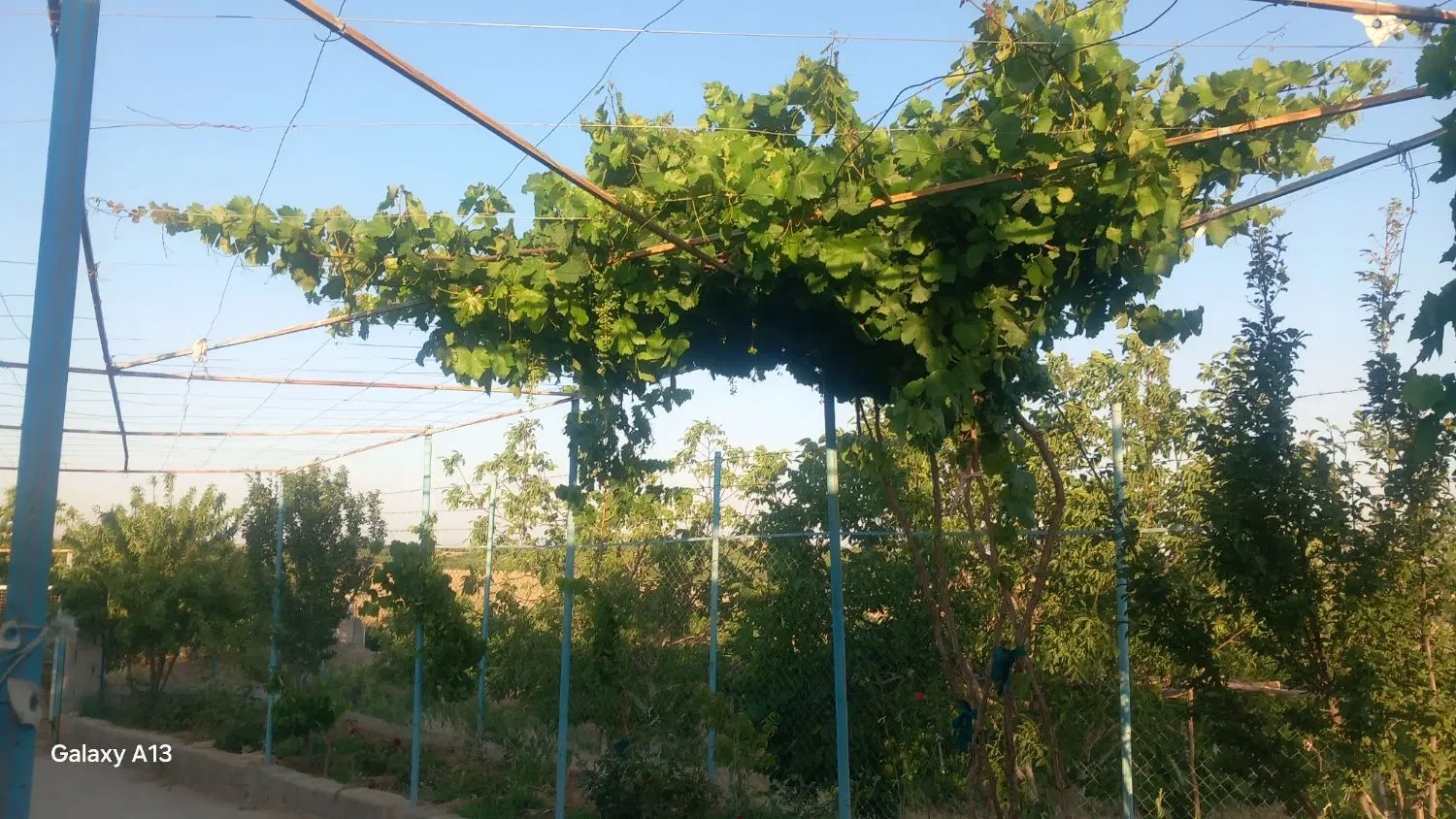 باغ با فنس و اتاق و سند