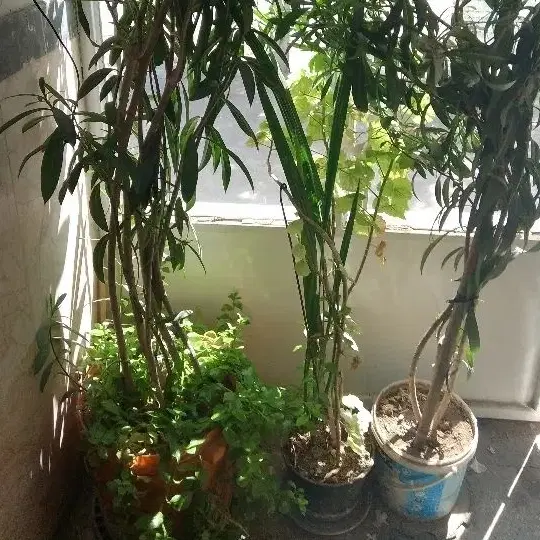 رهن و اجاره همکف دو خواب دراستانه