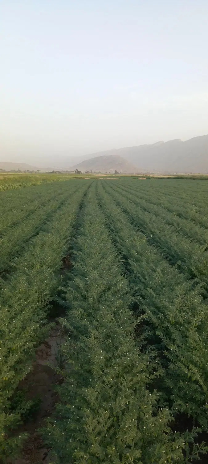اجاره زمین کشاورزی  برای کشت هندوانه
