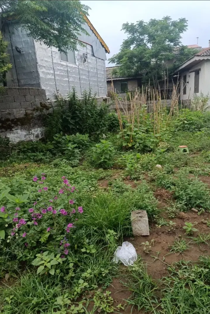 زمین مسکونی باغی موقیعت طلایی لیالستان
